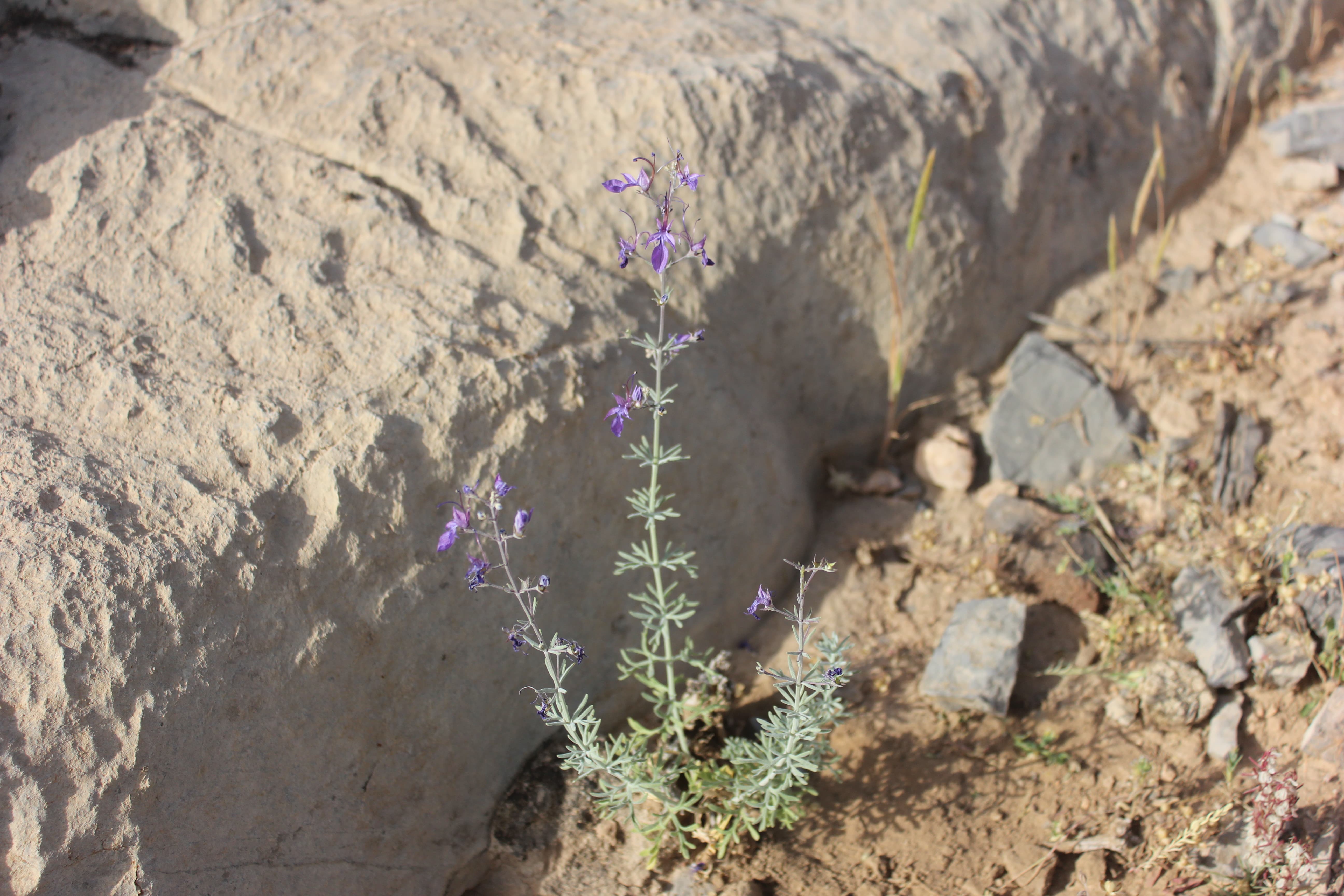 Plant Image